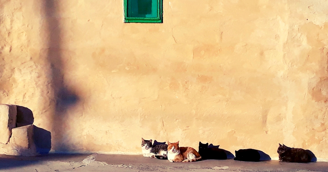 gozo-chats