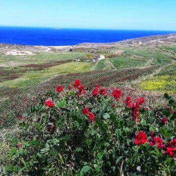 gozo-corsi-inglese