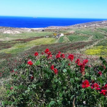 gozo-corsi-inglese