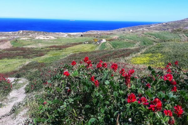 gozo-corsi-inglese