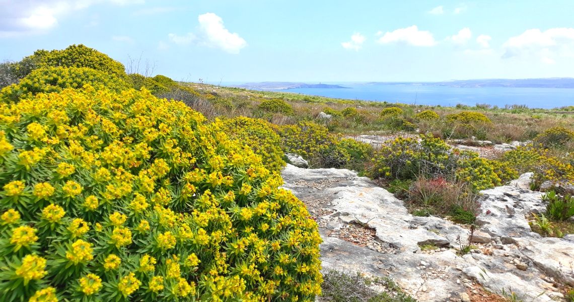 gozo-paisaje